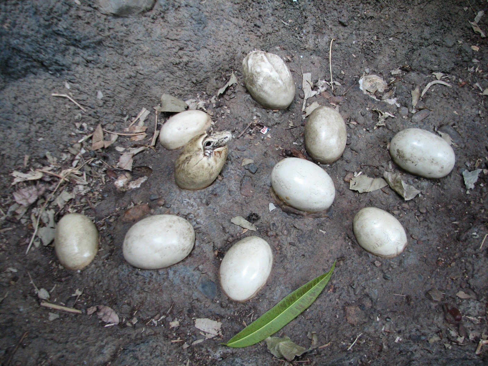 Tropics Trail - Komodo Dragon Exhibit - Simulated Nest
