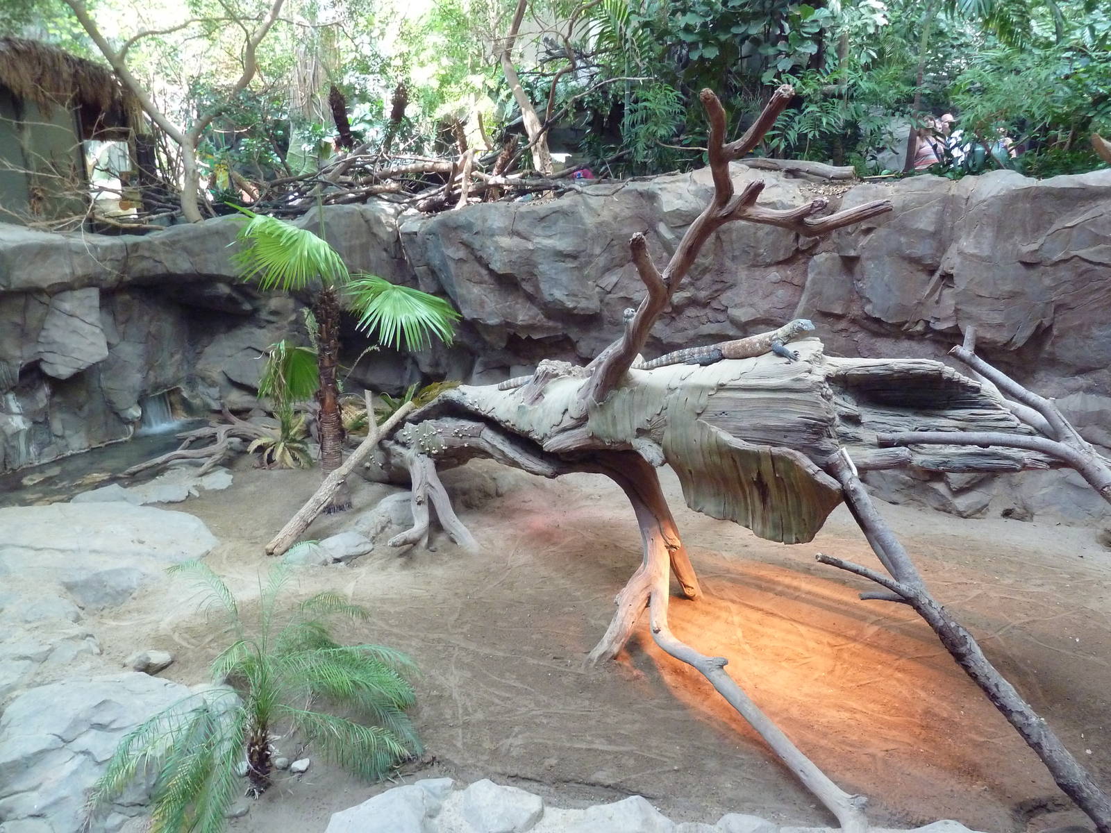Tropics Trail - Komodo Dragon Exhibit