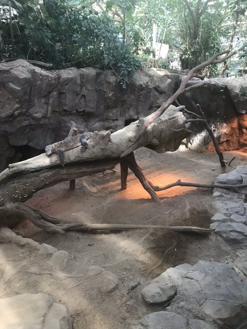 Tropics trail Komodo dragon exhibit