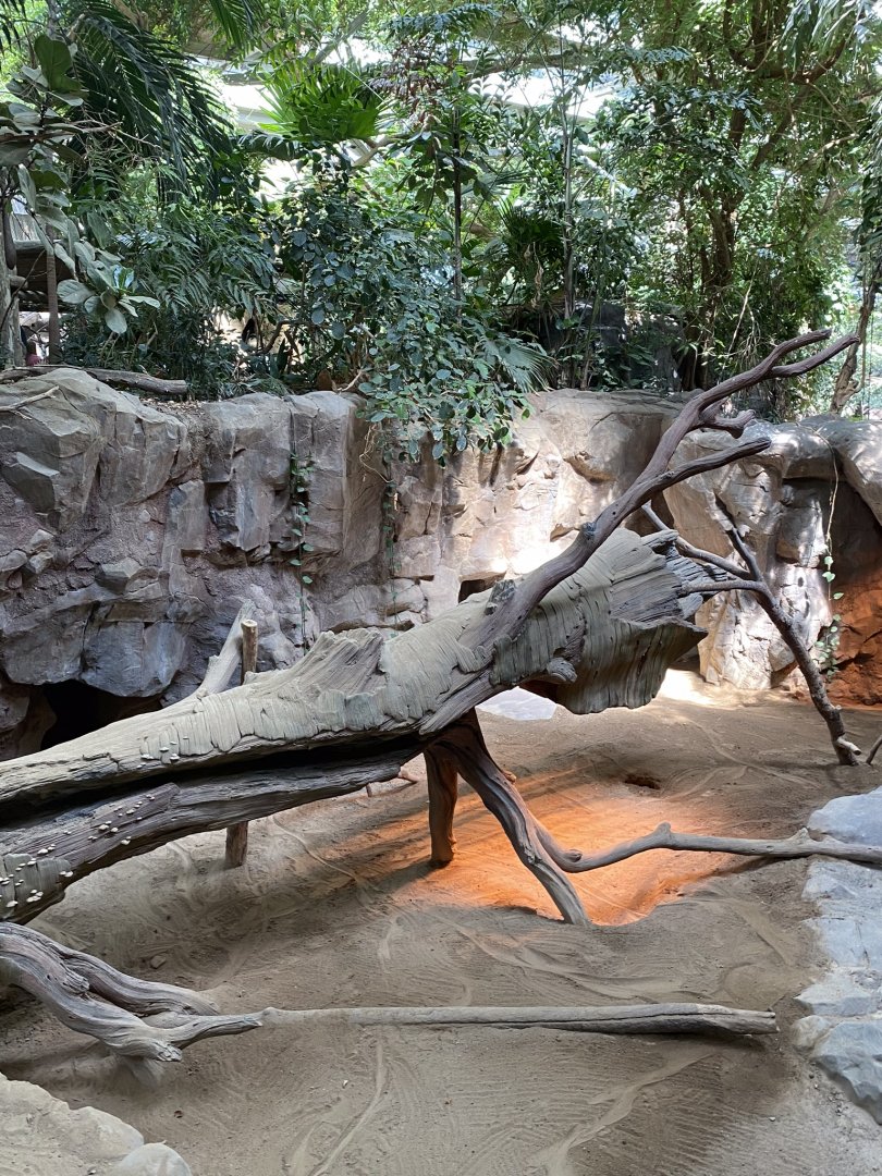 Tropics trail- Komodo dragon exhibit