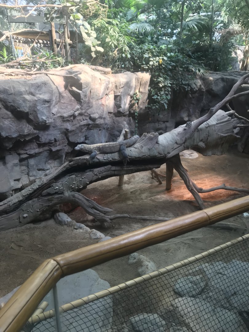 Tropics trail- Komodo dragon exhibit