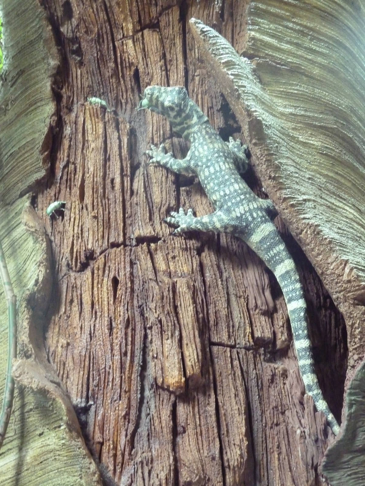 Tropics Trail - Komodo Dragon Statue