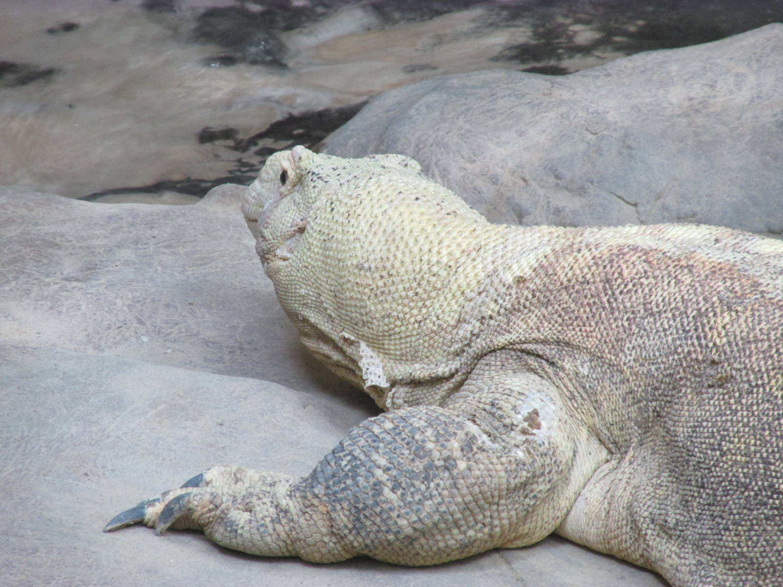 Tropics Trail Komodo Dragon