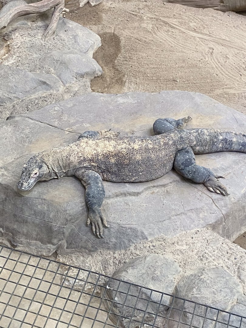 Tropics trail- Komodo dragon