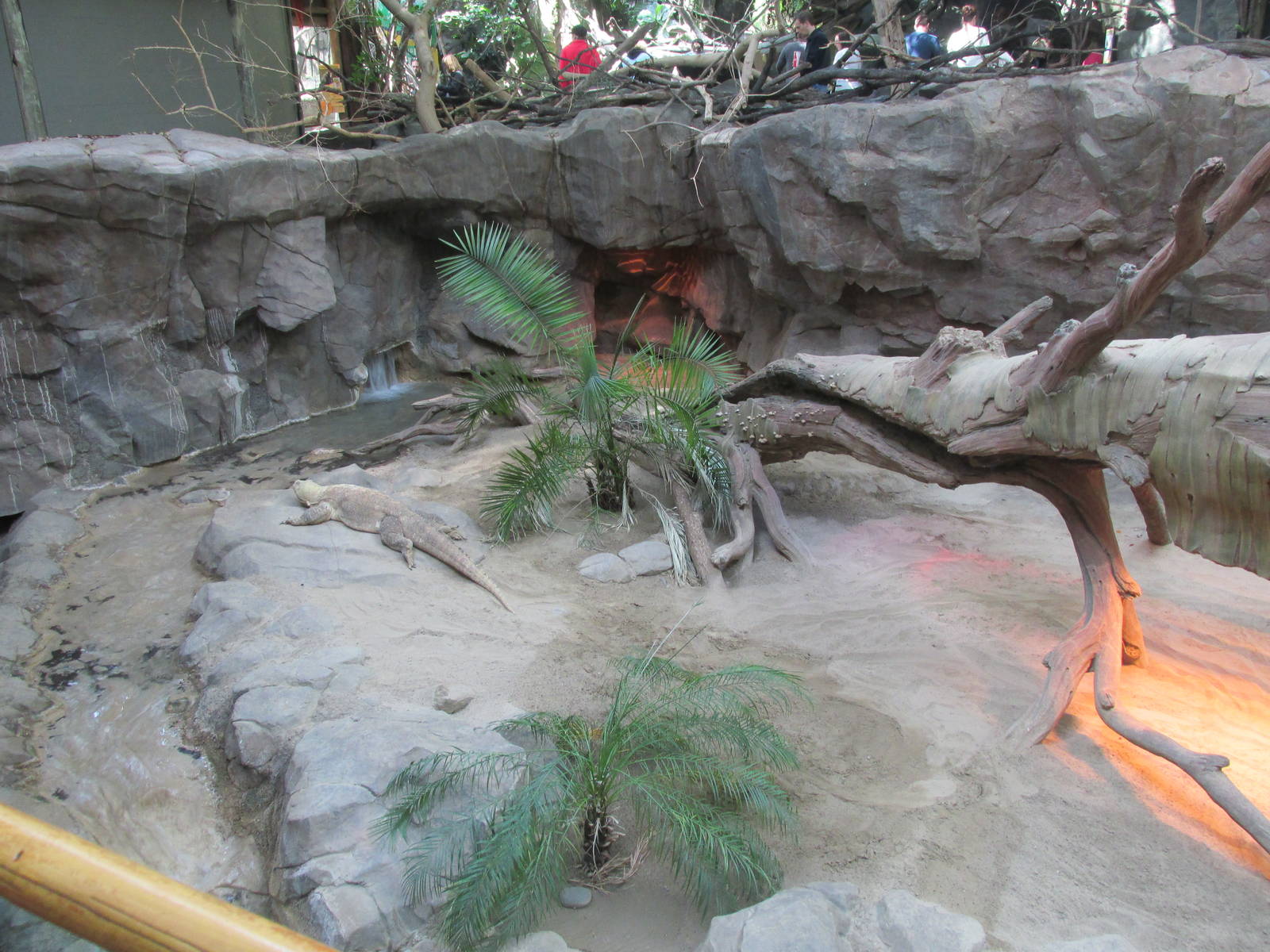 Tropics Trail Komodo Exhibit