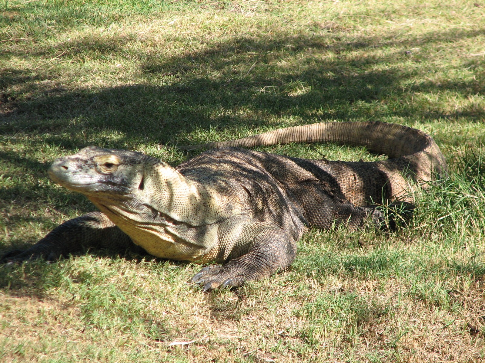 Tropics Trail - Land of the Dragons - Komodo Dragon