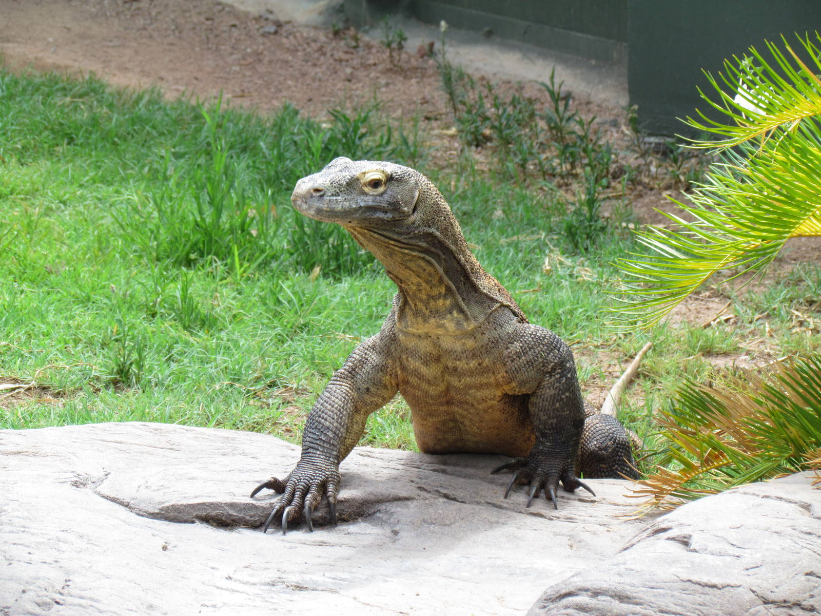 Tropics Trail - Land of the Dragons