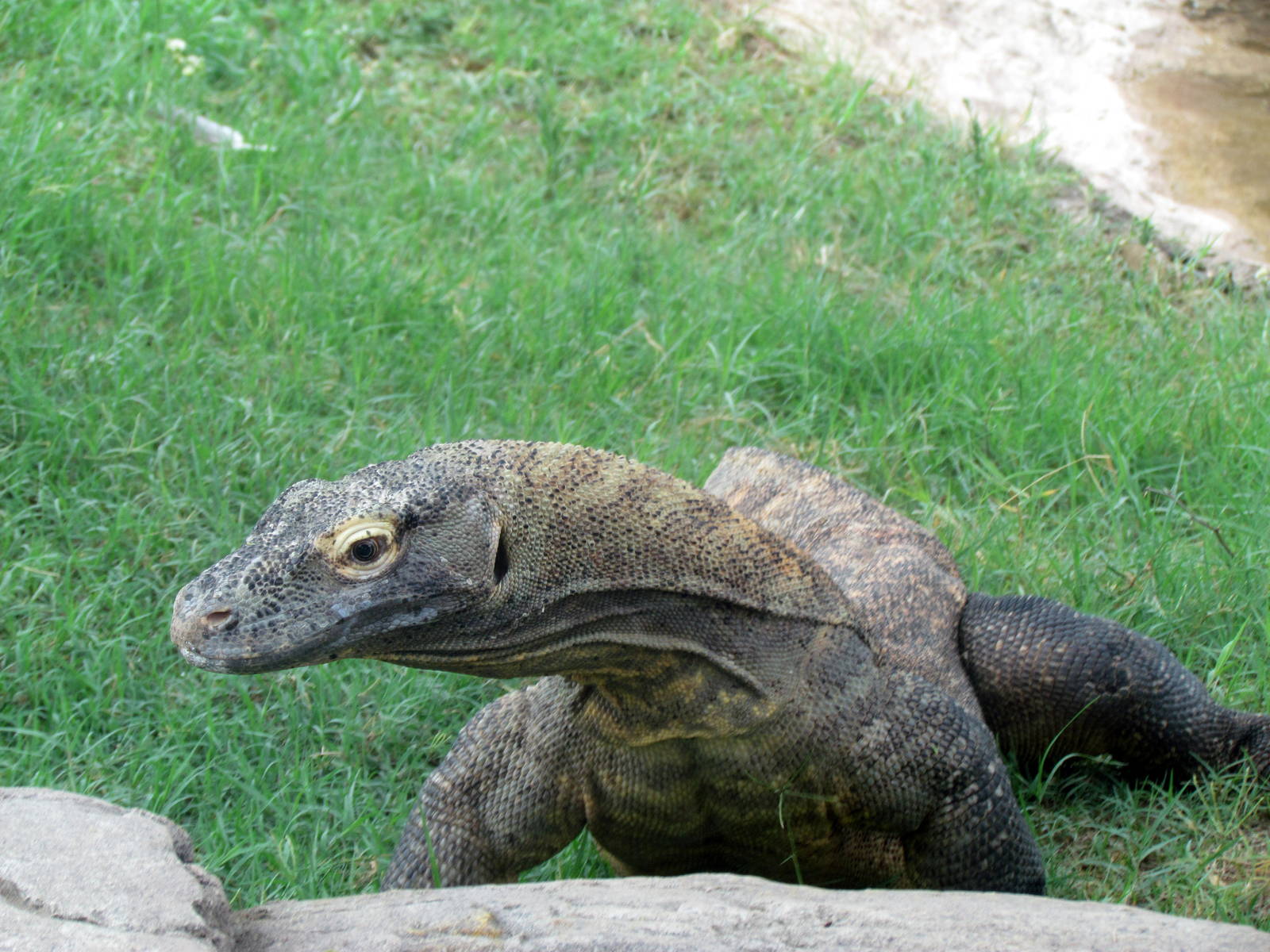 Tropics Trail - Land of the Dragons