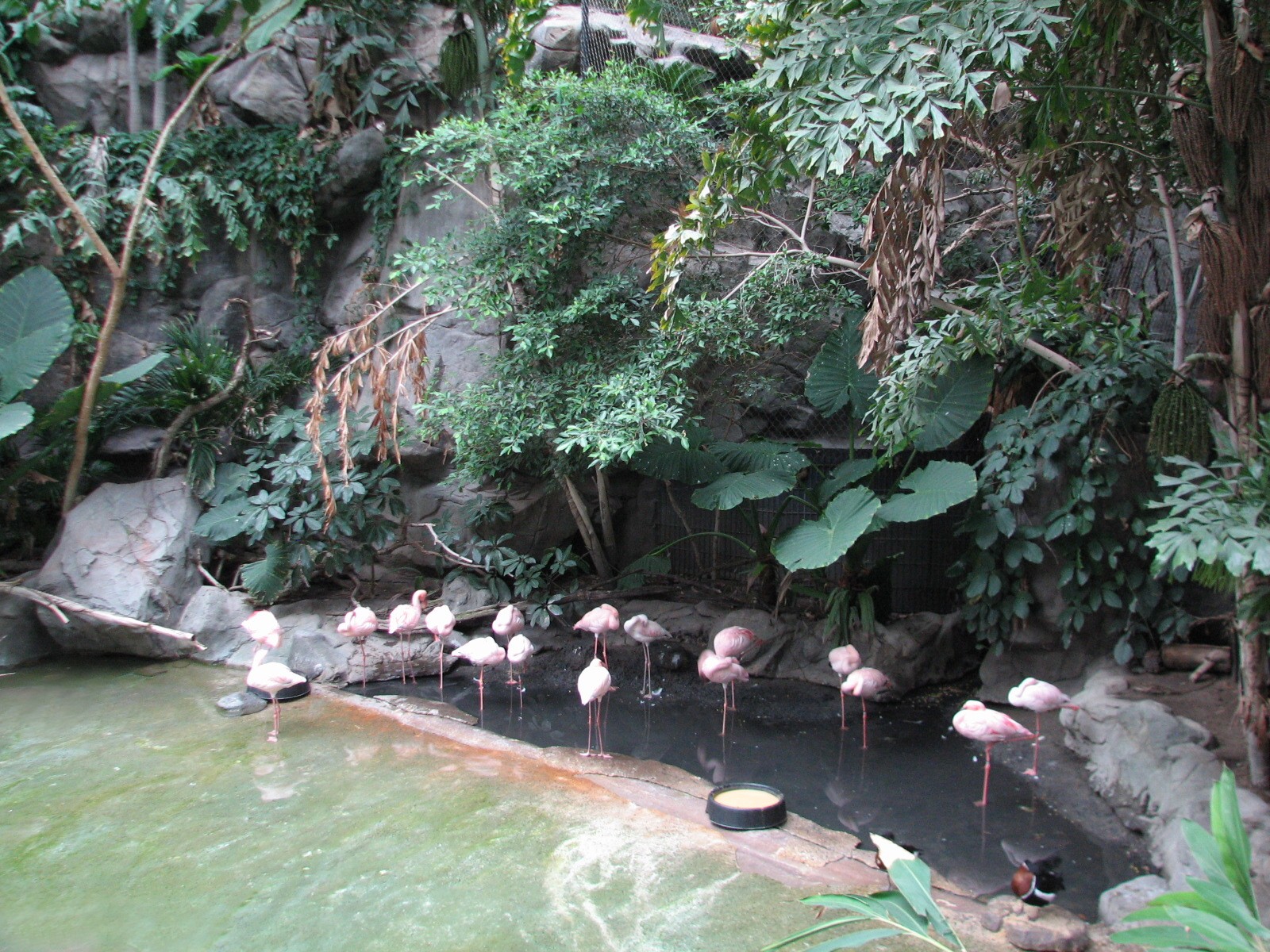 Tropics Trail - Lesser Flamingo Exhibit