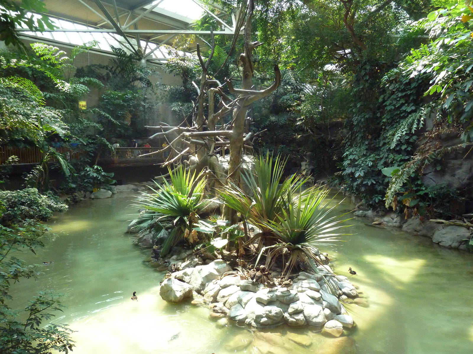 Tropics Trail - Lesser Flamingo + Waterfowl Exhibit