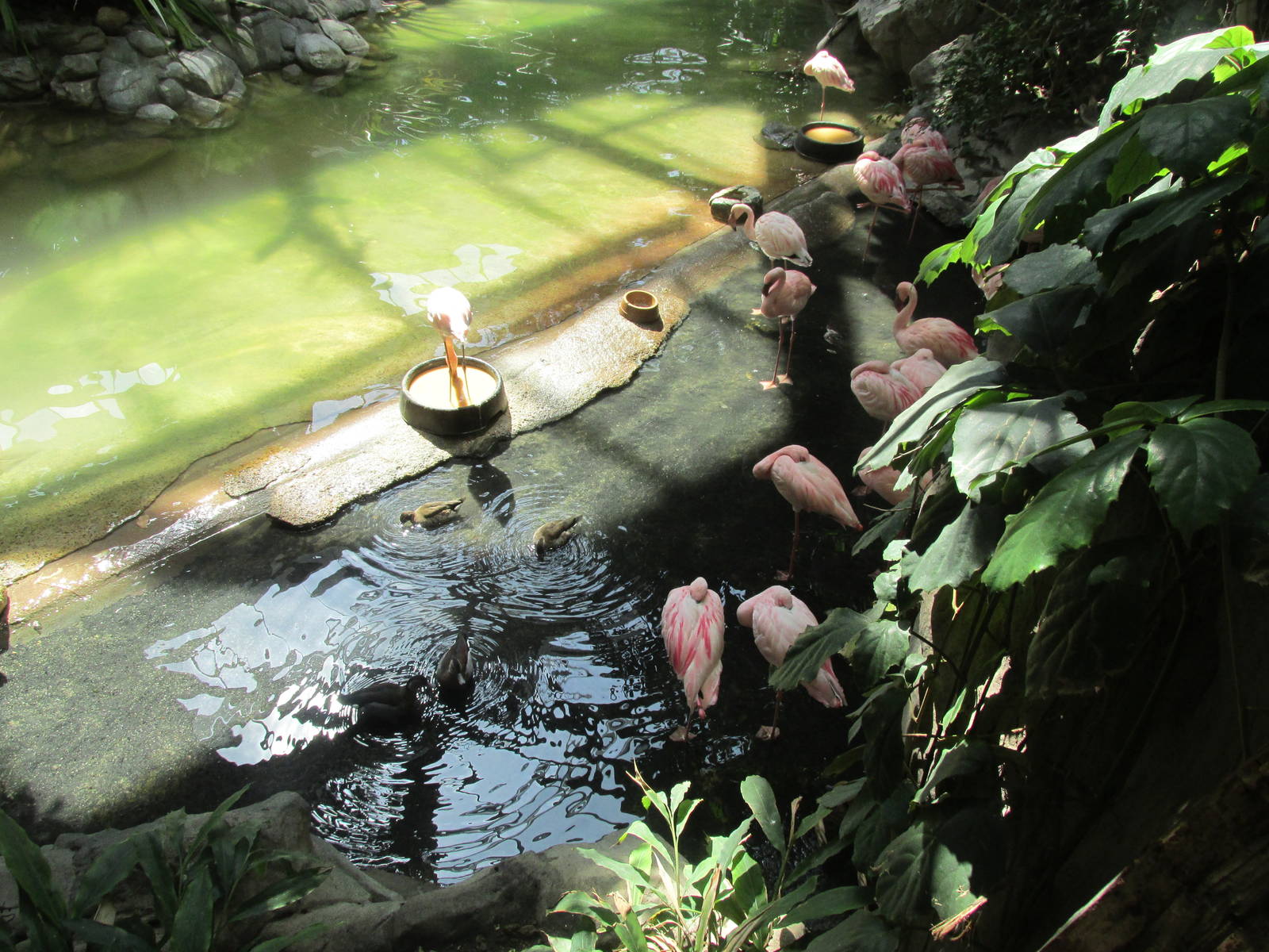 Tropics Trail Lesser Flamingo
