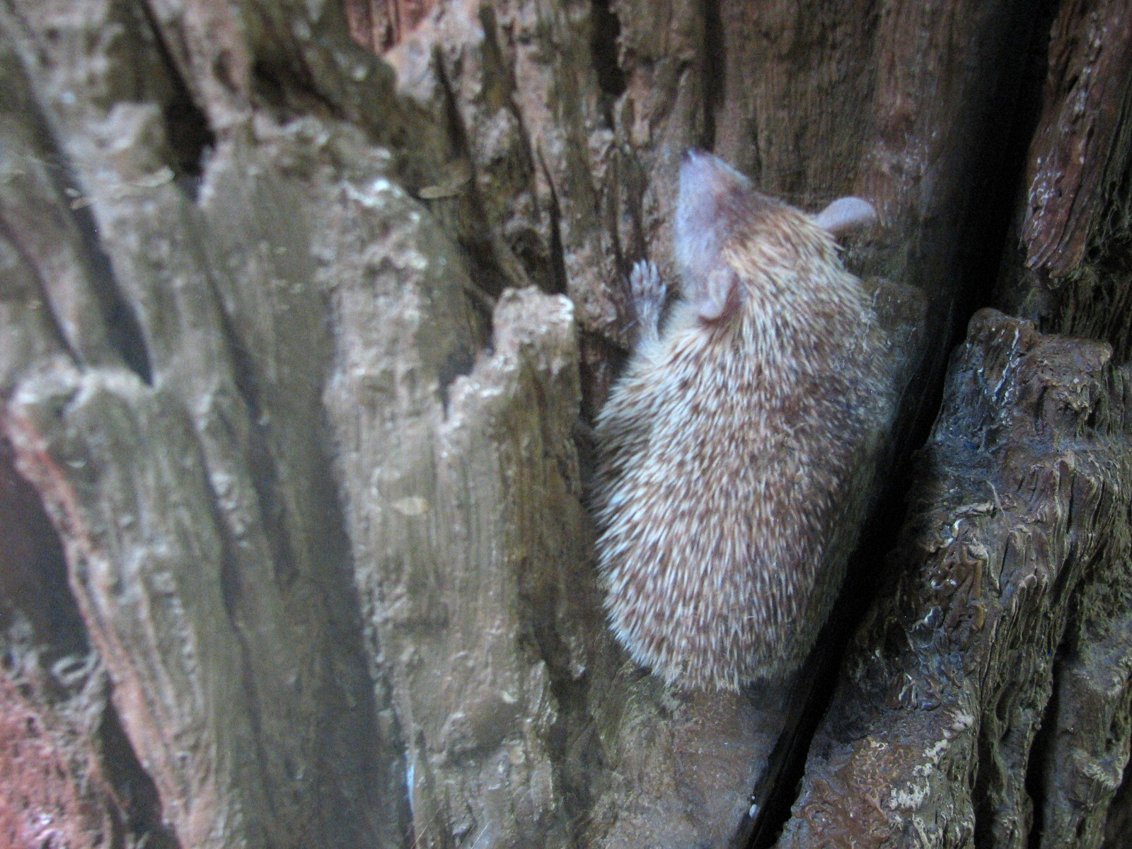 Tropics Trail - Lesser Hedgehog Tenrec