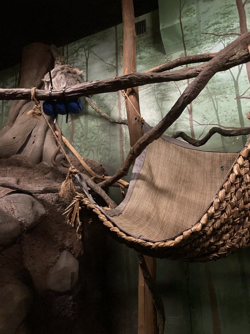 Tropics trail- linneous two toed sloth exhibit