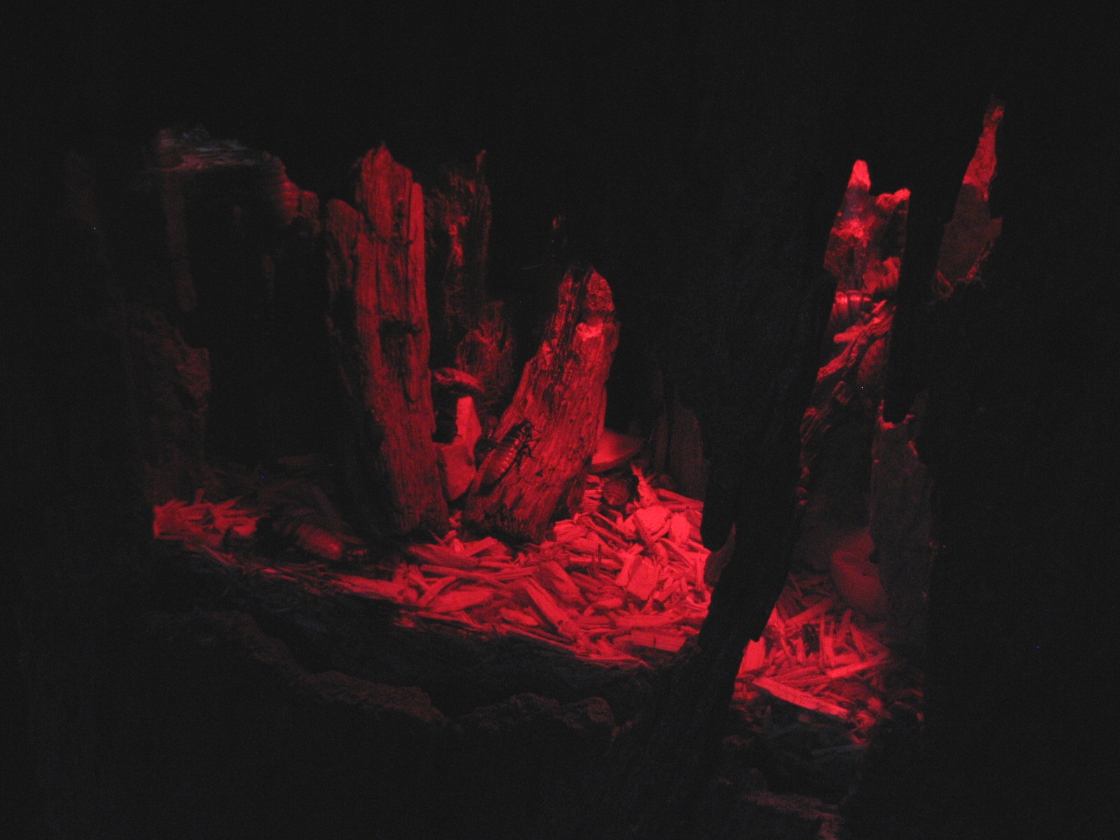 Tropics Trail - Madagascar Hissing Cockroach Exhibit