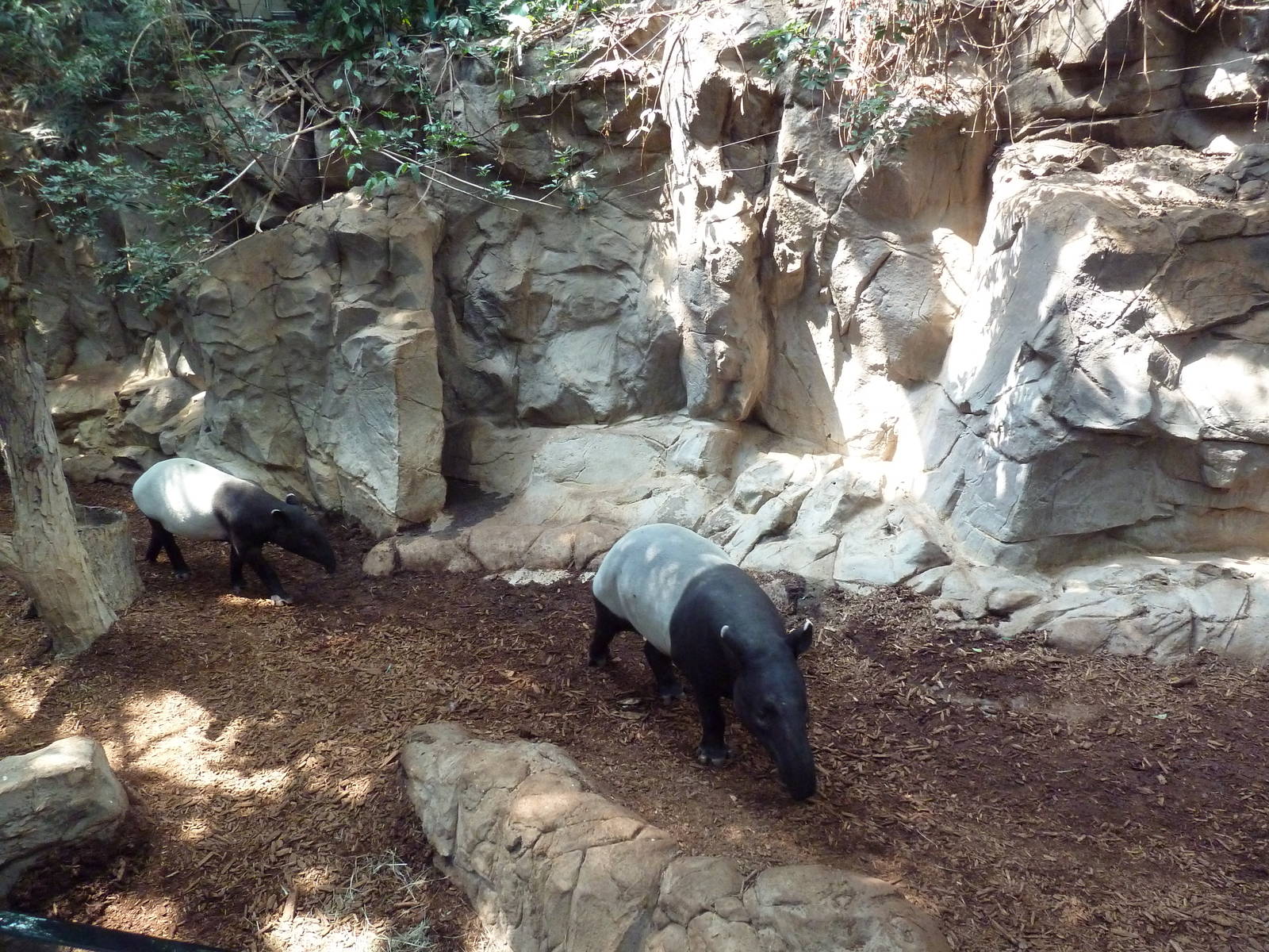 Tropics Trail - Malayan Tapir/Binturong Exhibit
