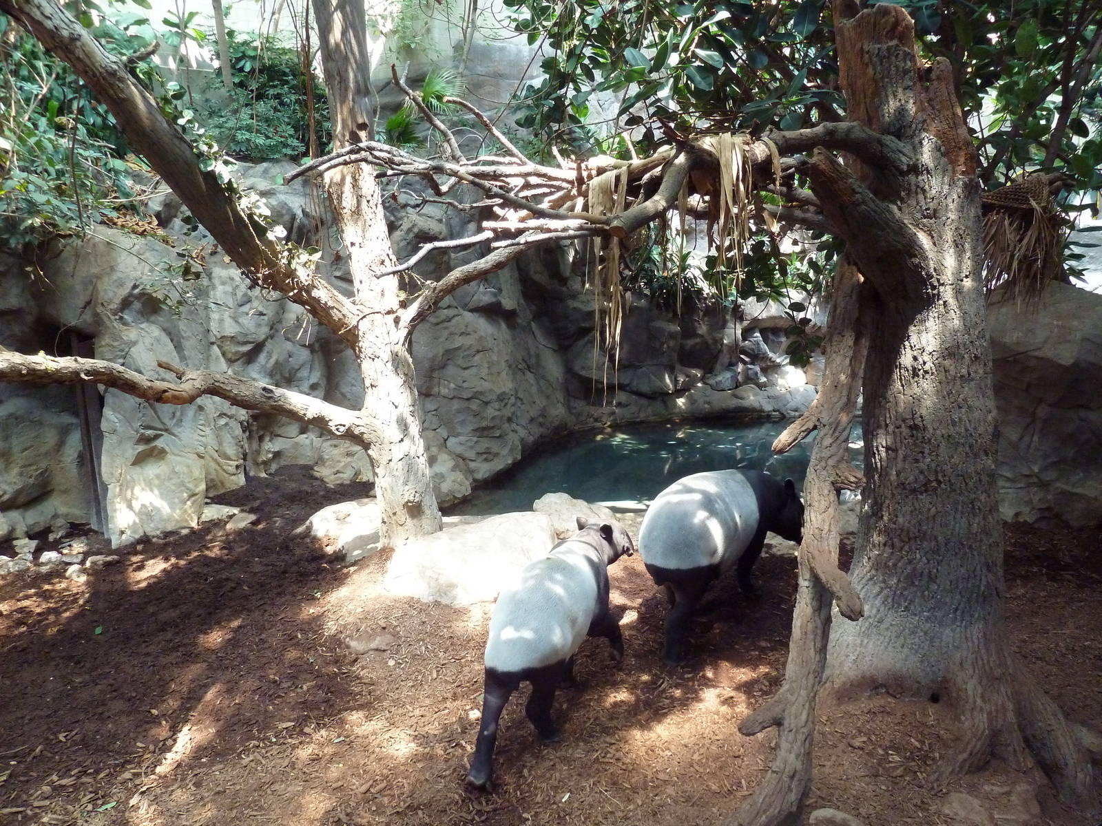 Tropics Trail - Malayan Tapir/Binturong Exhibit