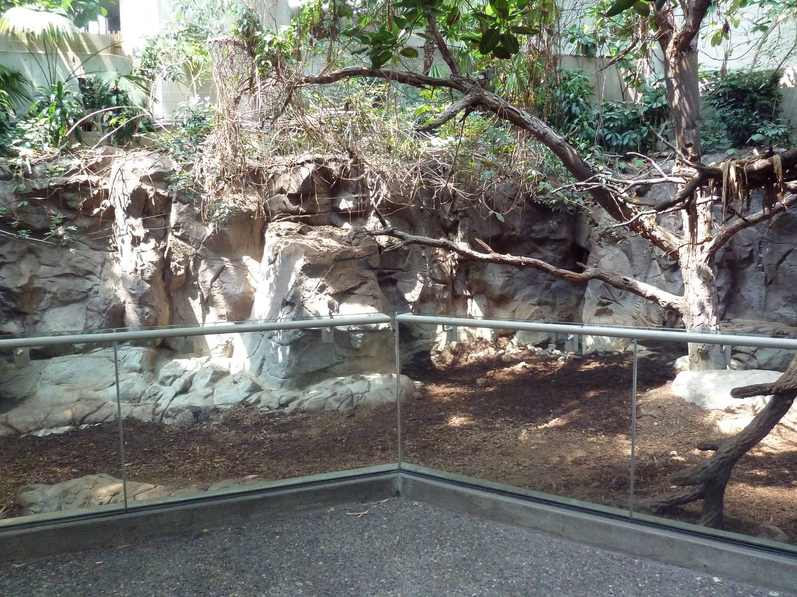 Tropics Trail - Malayan Tapir/Binturong Exhibit