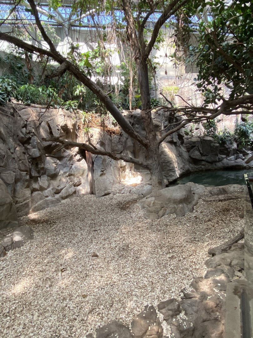 Tropics trail- Malayan tapir & demoiselle crane exhibit