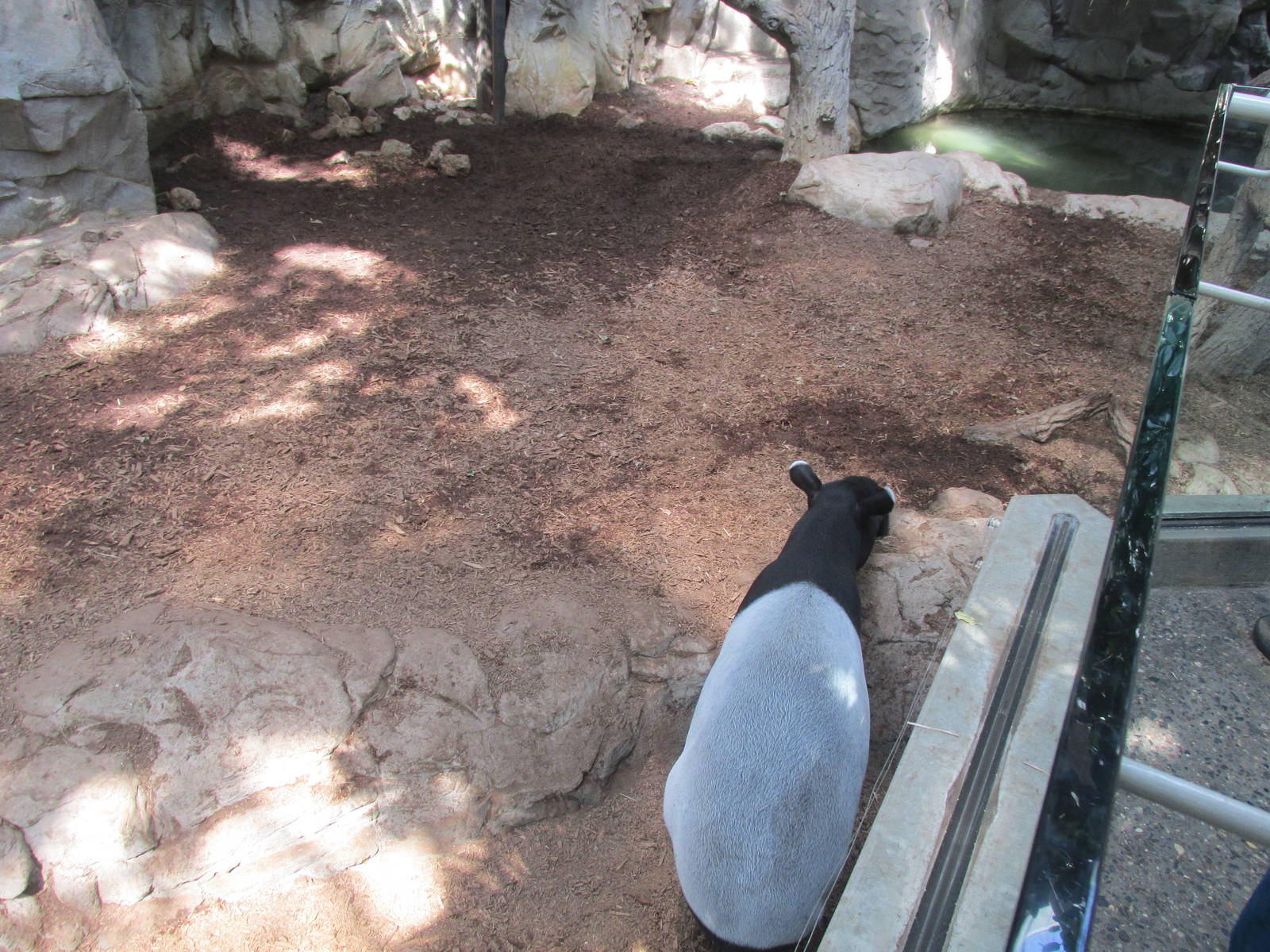 Tropics Trail Malayan Tapir Exhibit
