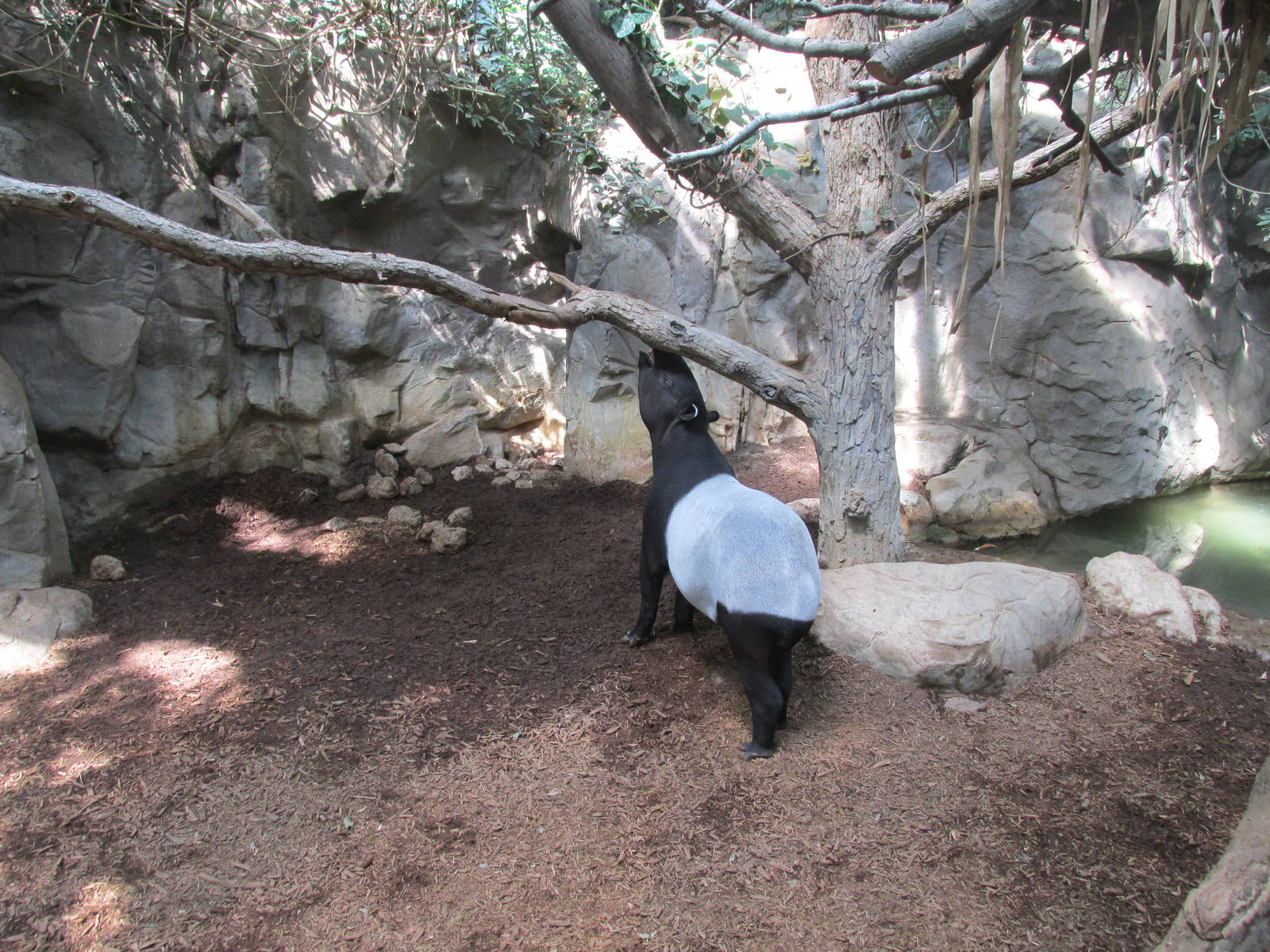 Tropics Trail Malayan Tapir Exhibit