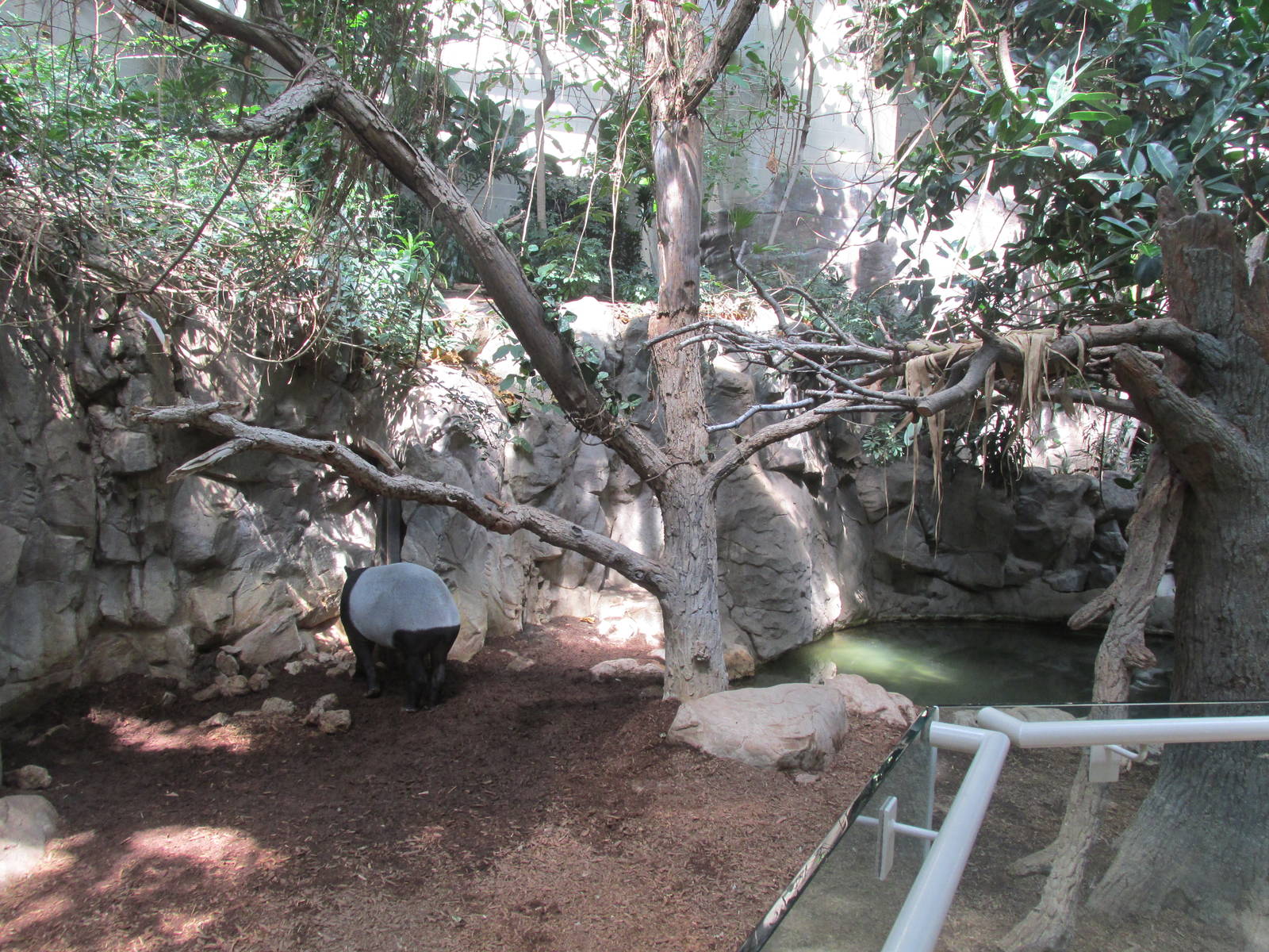 Tropics Trail Malayan Tapir Exhibit