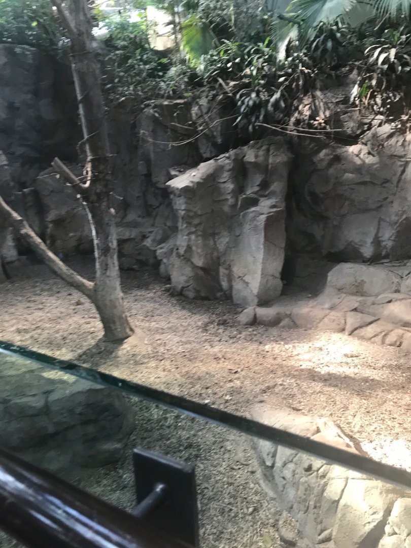 Tropics trail Malayan tapir exhibit