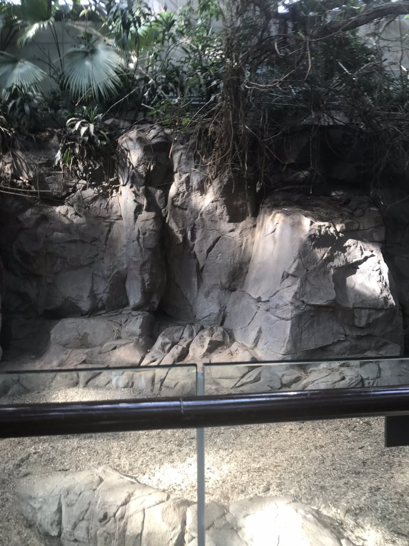 Tropics trail Malayan tapir exhibit