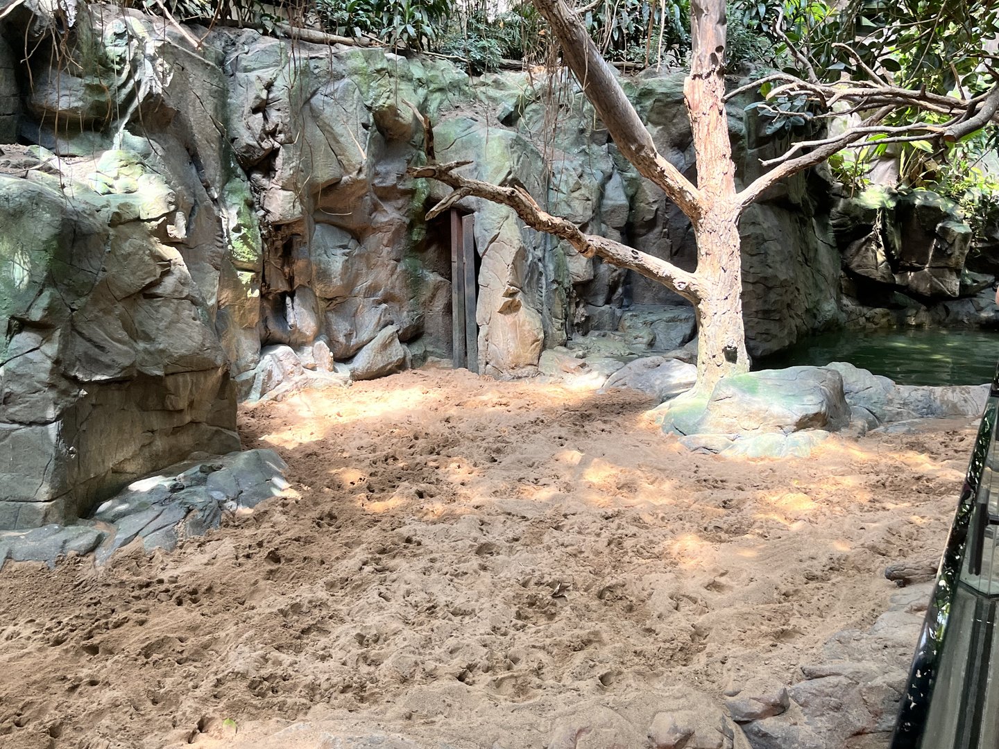 Tropics Trail - Malayan Tapir Exhibit