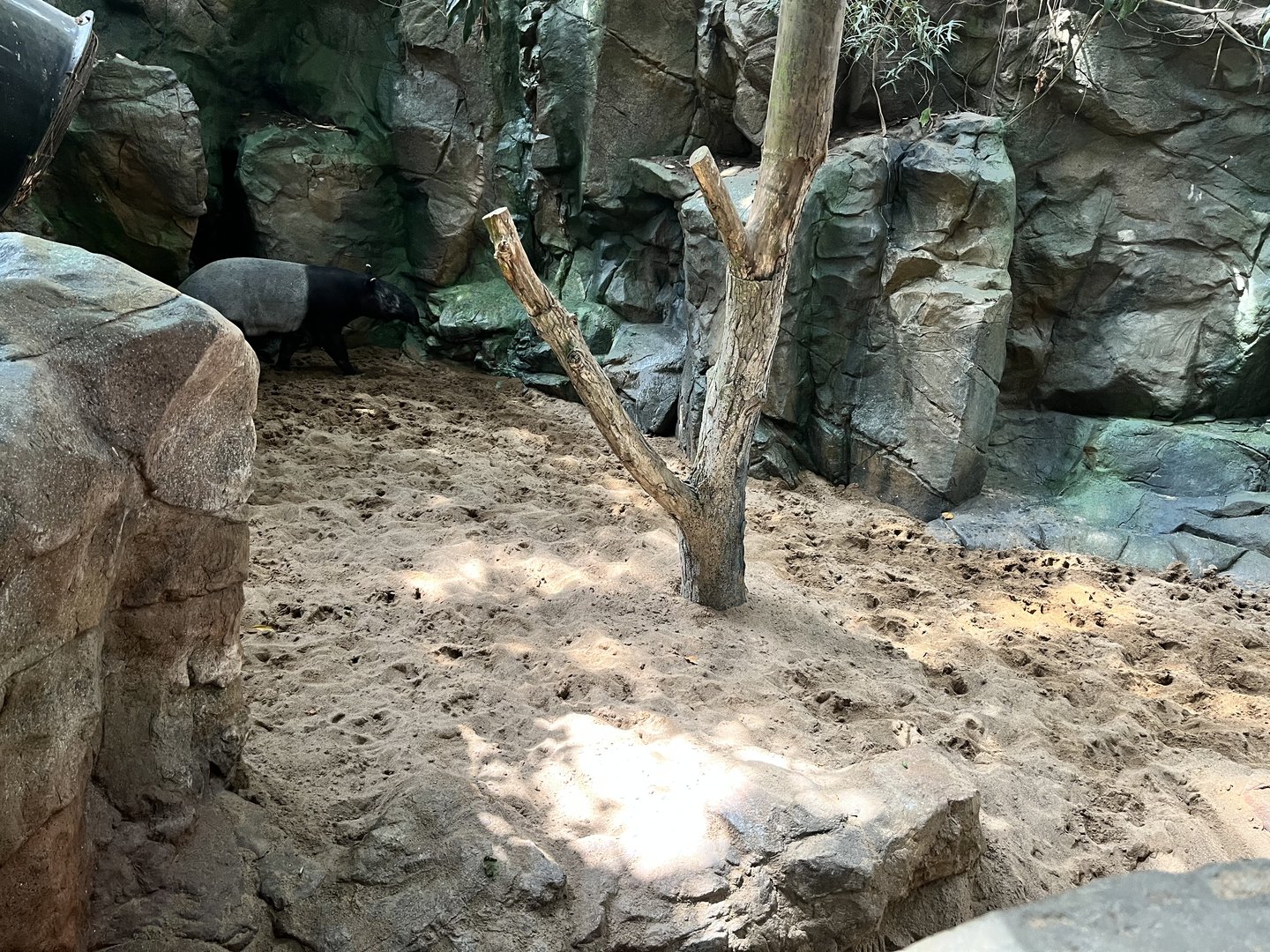 Tropics Trail - Malayan Tapir Exhibit