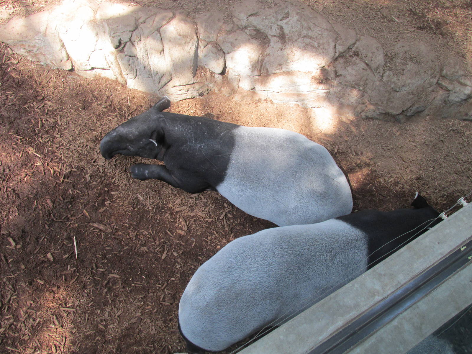 Tropics Trail Malayan Tapir