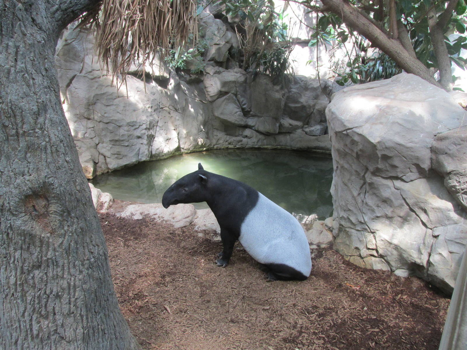 Tropics Trail Malayan Tapir