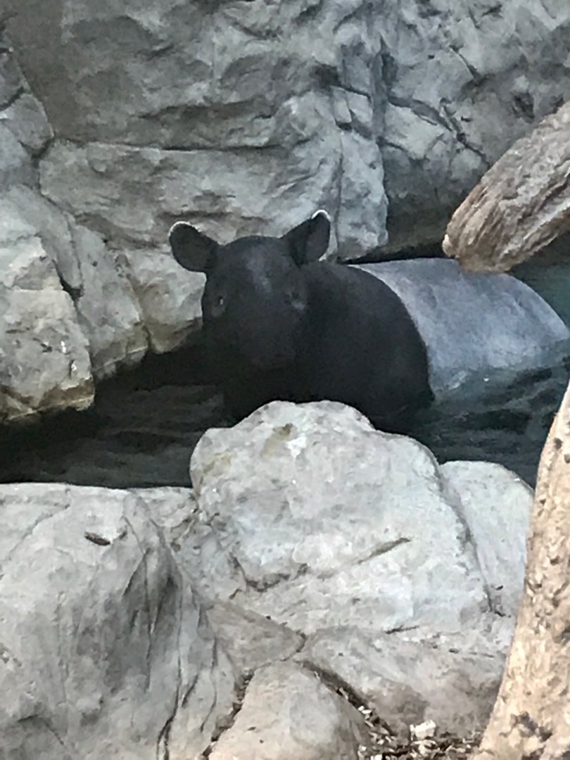 Tropics trail Malayan tapir