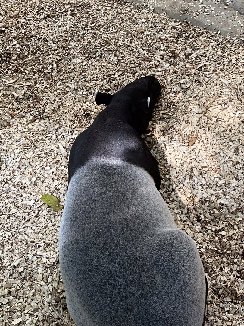 Tropics trail- Malayan tapir