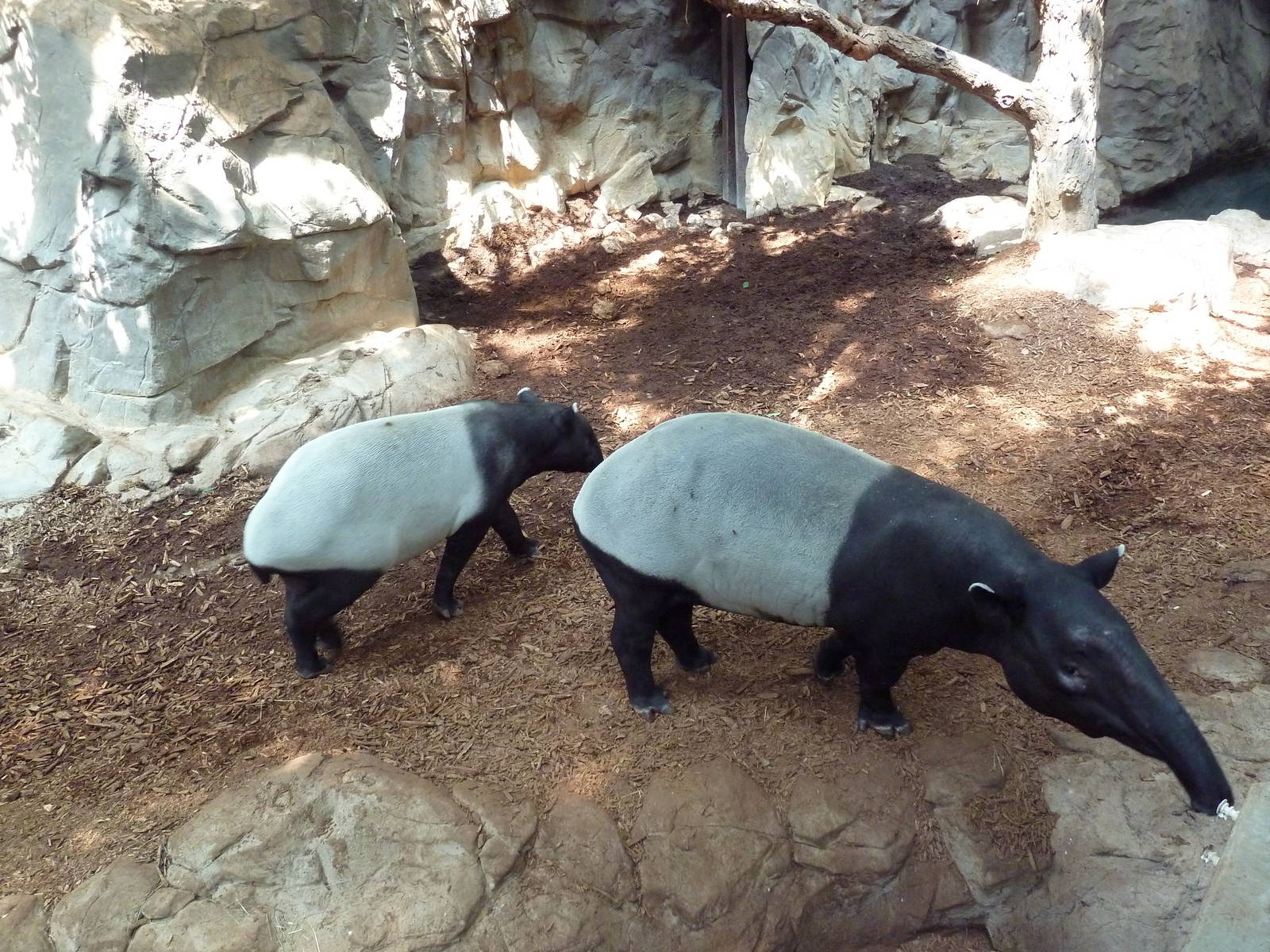 Tropics Trail - Malayan Tapirs