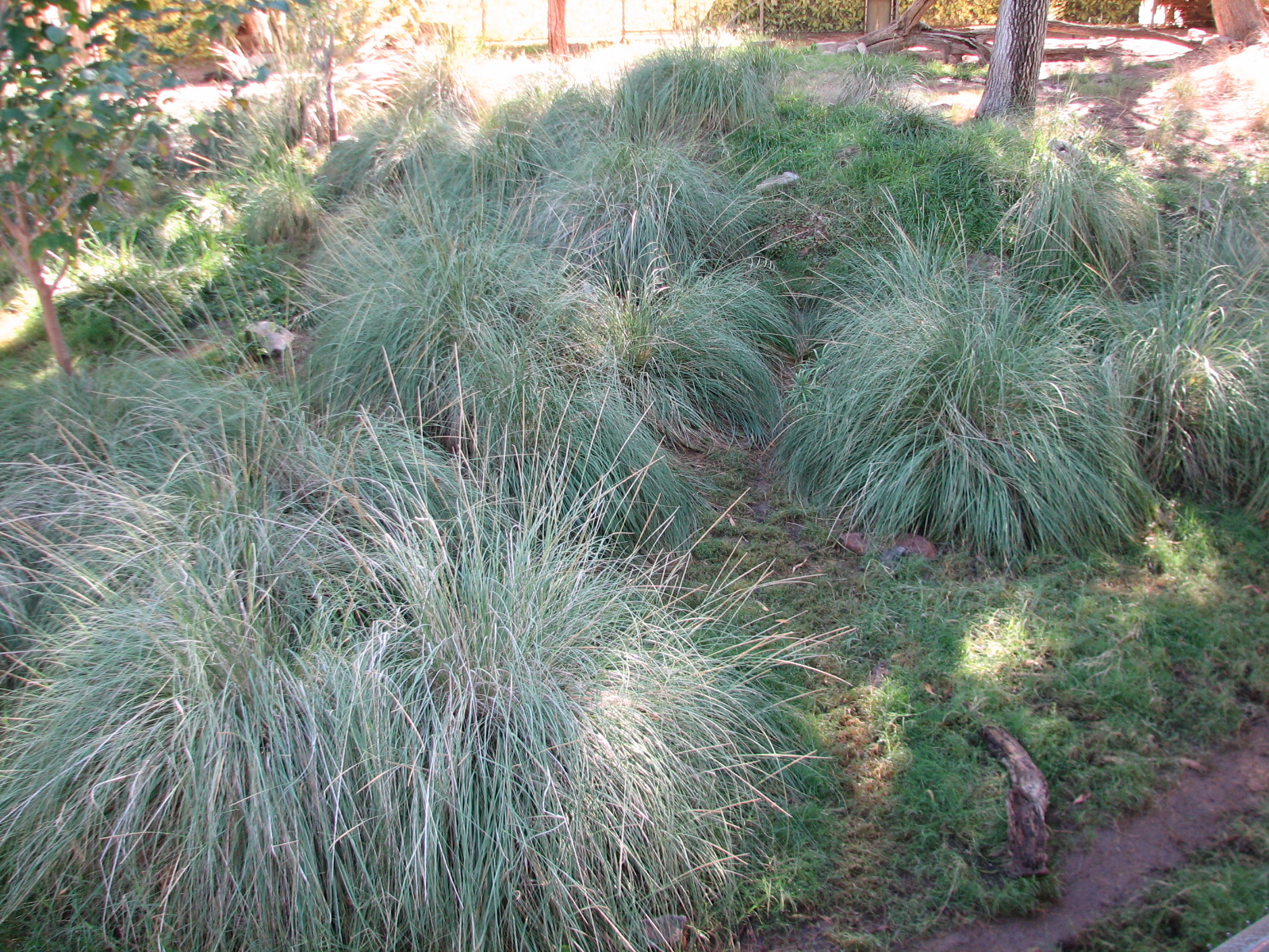 Tropics Trail - Maned Wolf and Giant Anteater Exhibit