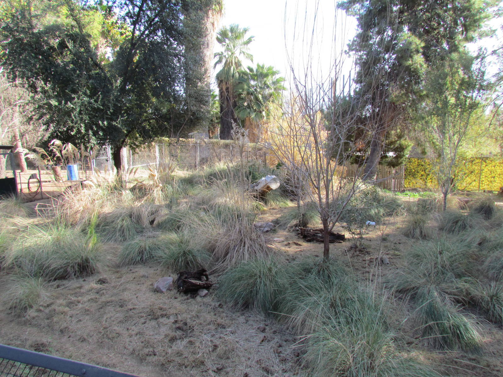 Tropics Trail - Maned Wolf and Giant Anteater Exhibit