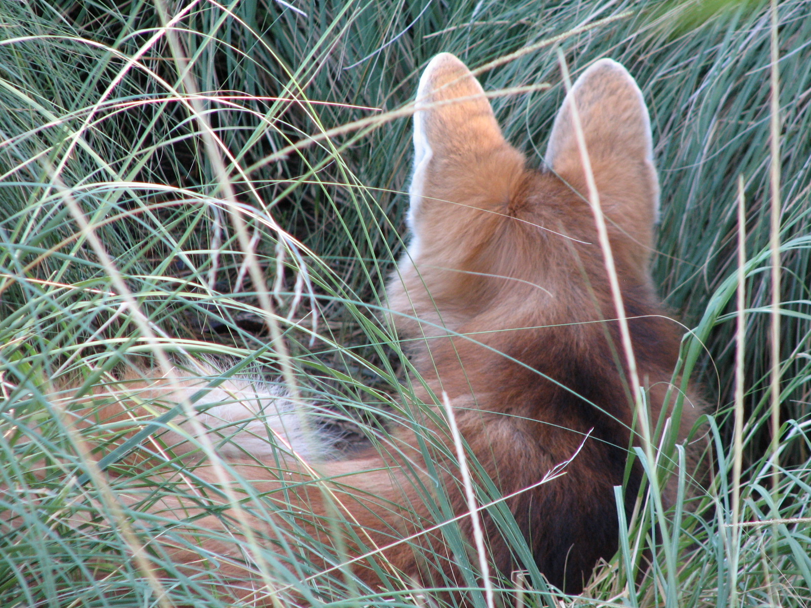Tropics Trail - Maned Wolf