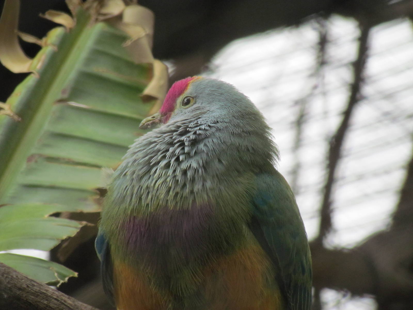 Tropics Trail - Marianna Fruit Dove