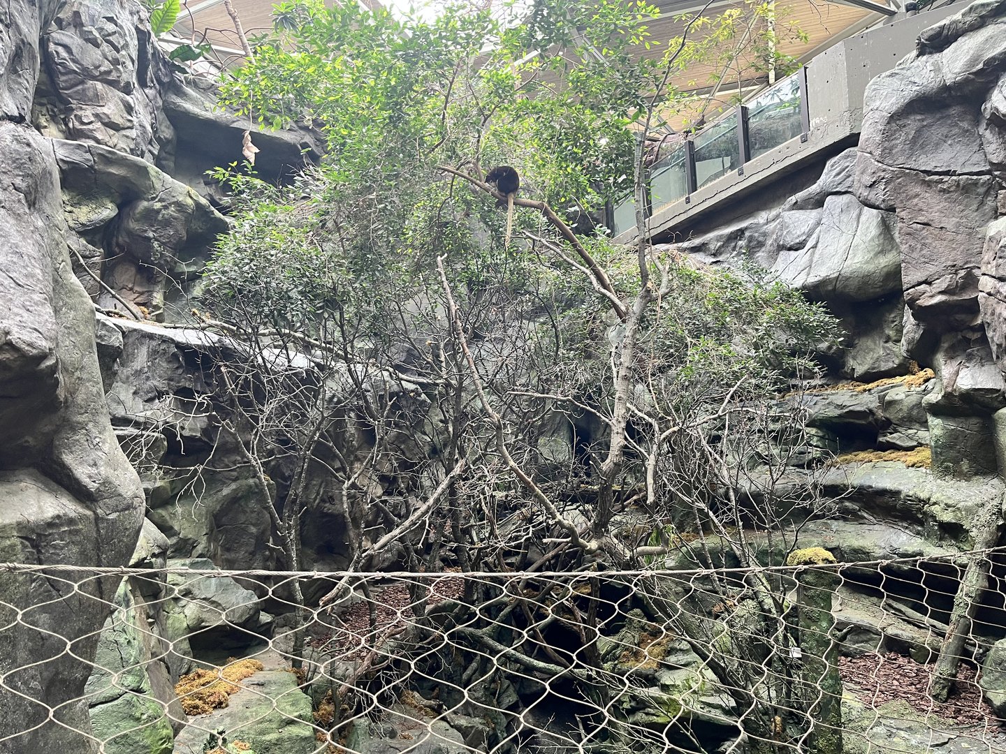 Tropics Trail - Matschie’s Tree Kangaroo Exhibit