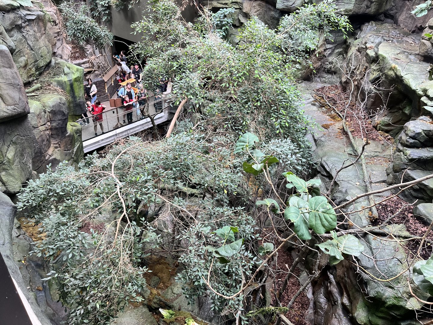 Tropics Trail - Matschie’s Tree Kangaroo Exhibit