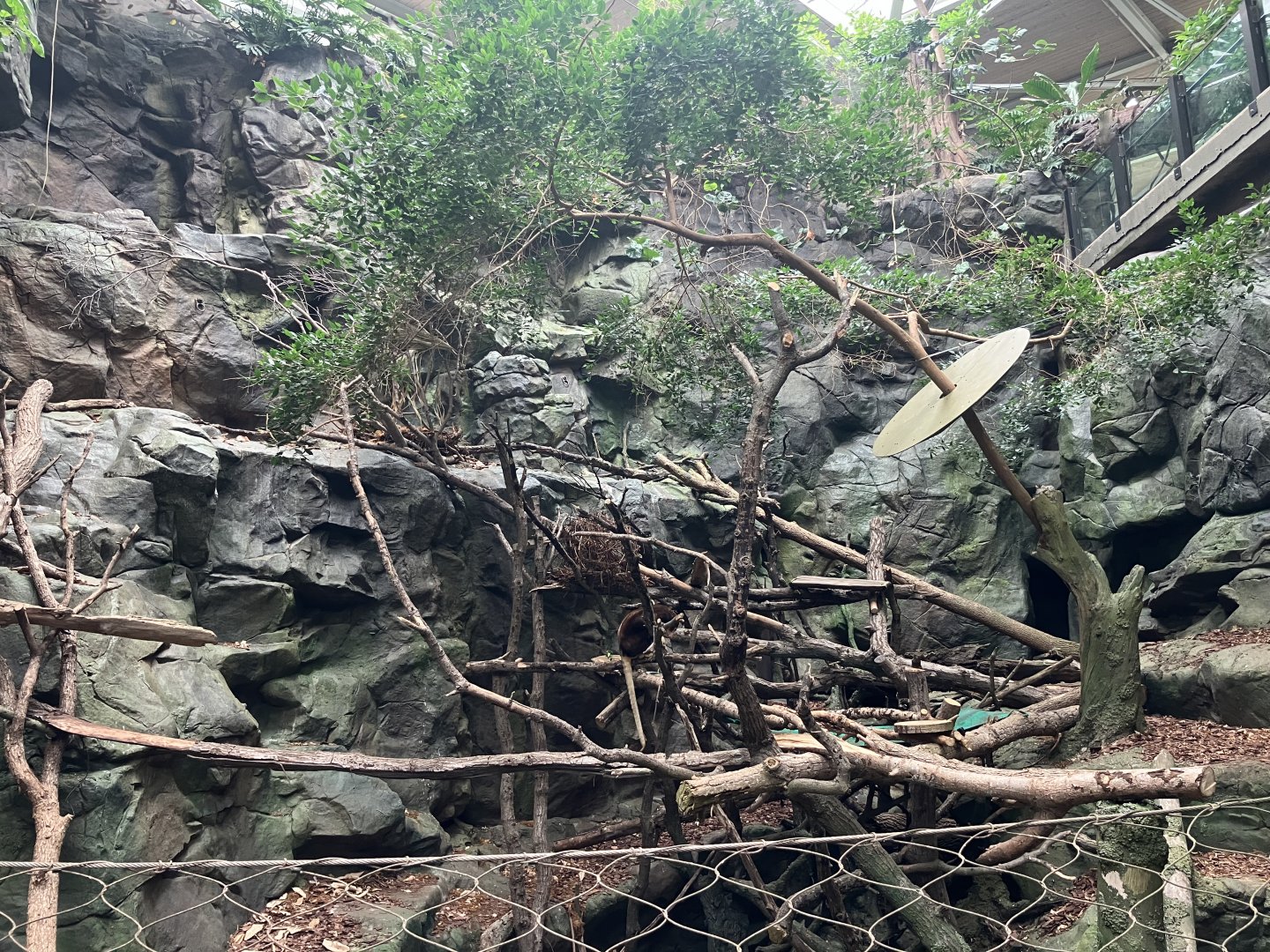 Tropics Trail - Matschie’s Tree Kangaroo Exhibit