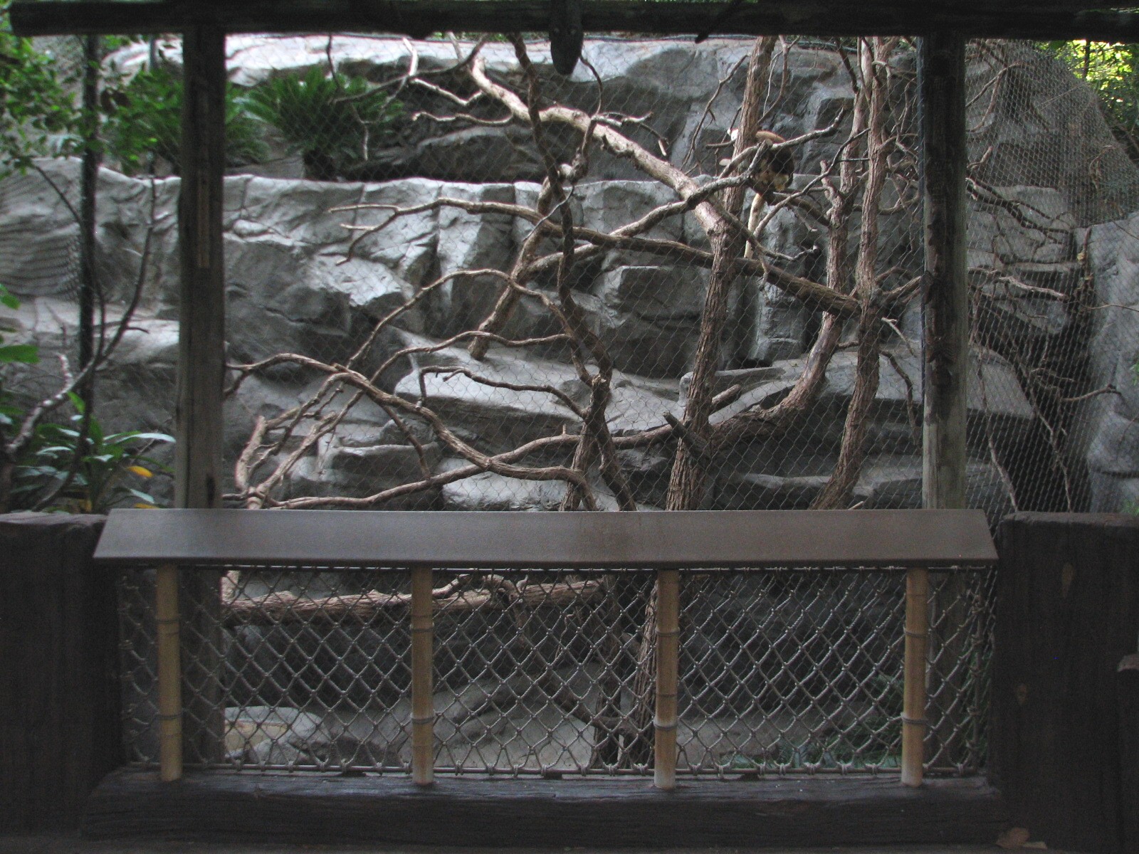 Tropics Trail - Matschies Tree Kangaroo Exhibit