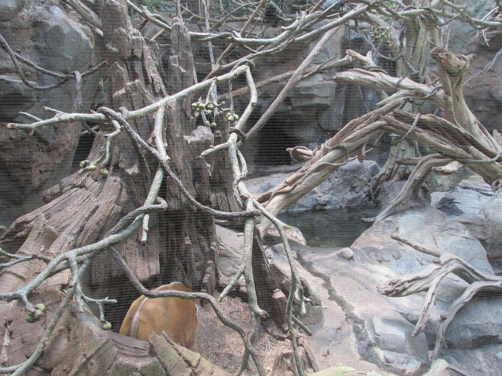 Tropics Trail Mixed Species Exhibit