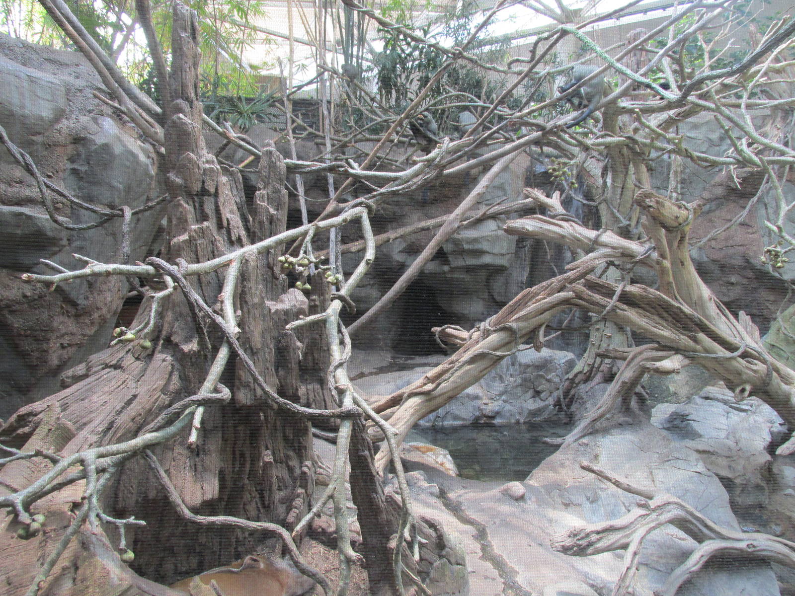 Tropics Trail Mixed Spieces Exhibit