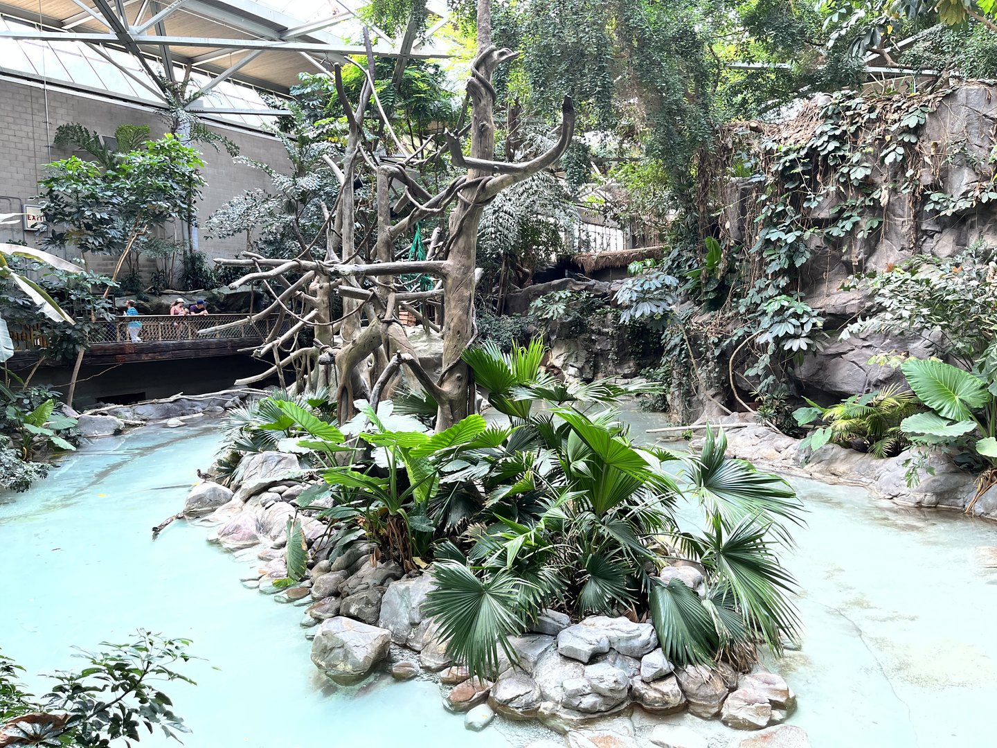 Tropics Trail - Northern White Cheeked Gibbon Exhibit