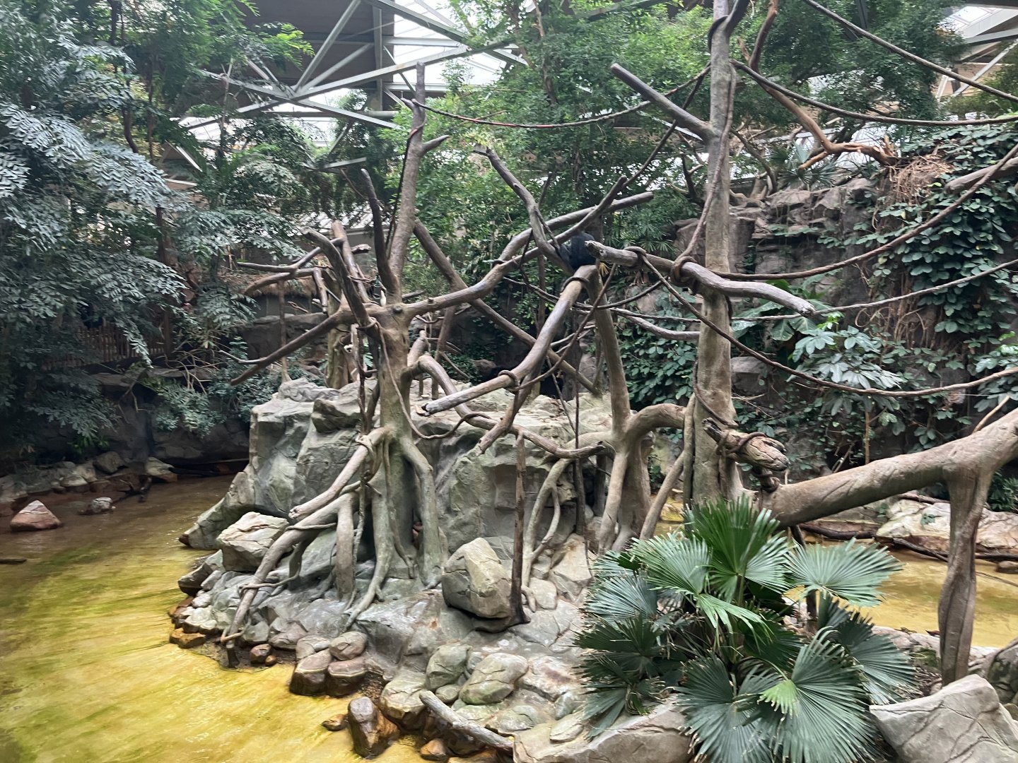 Tropics Trail - Northern White-Cheeked Gibbon Exhibit