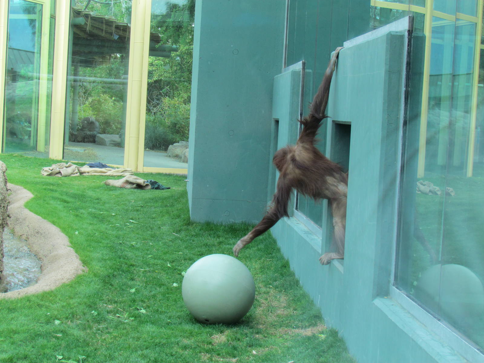 Tropics Trail - Orang Hutan: People of the Forest