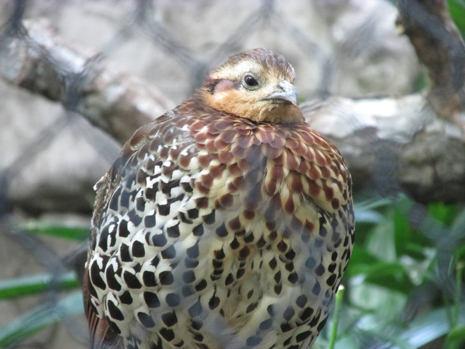 Tropics Trail Partridge