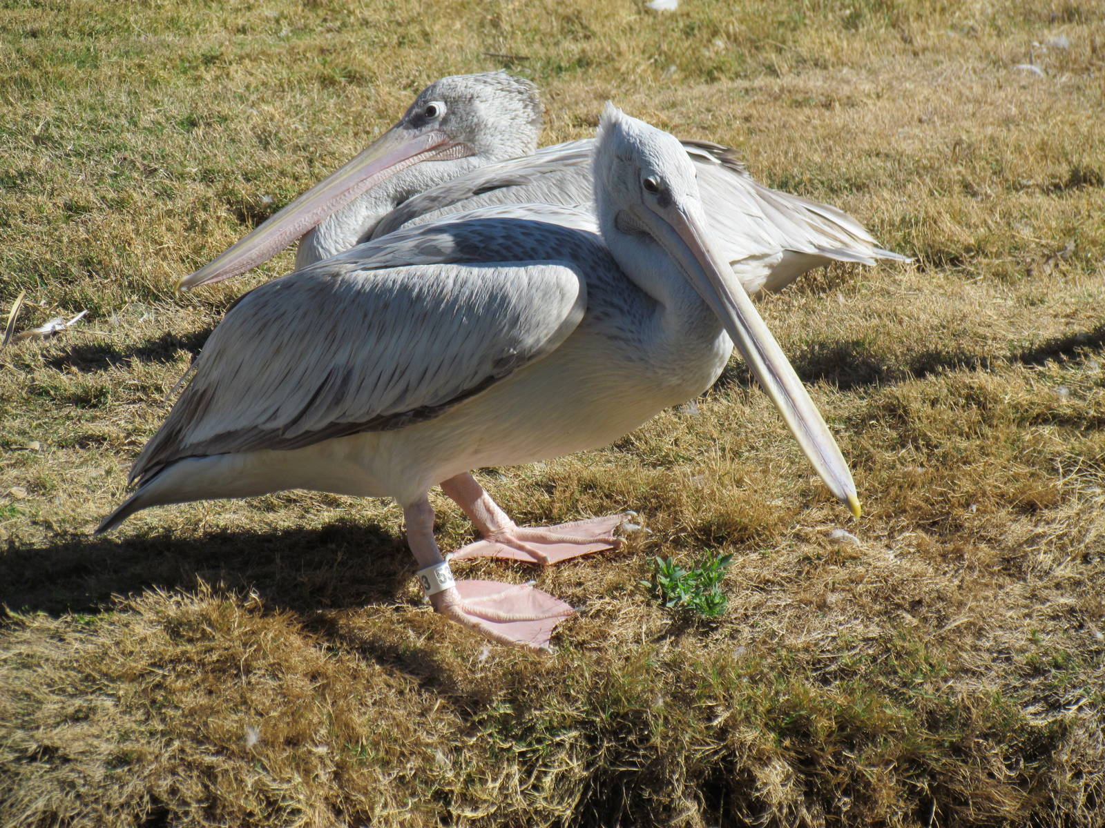 Tropics Trail - Pink-backed Pelican