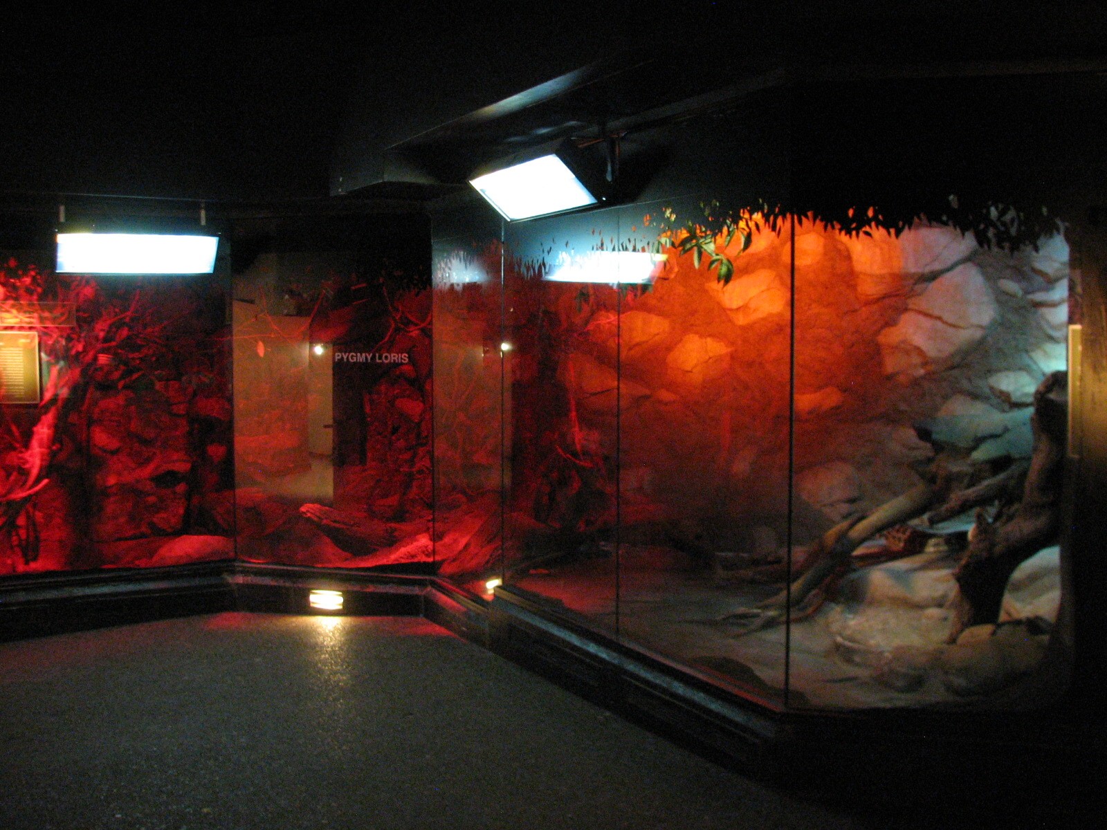 Tropics Trail - Prevosts Squirrel, Pygmy Loris, and Burmese Python Exhibits